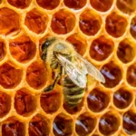 How To Choose Pure Honey