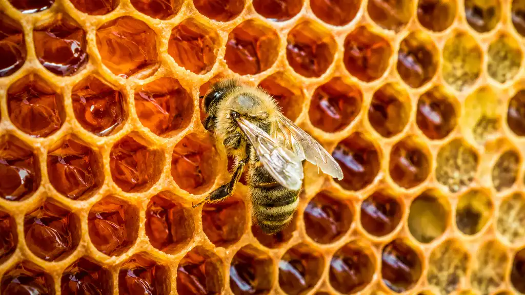 How To Choose Pure Honey