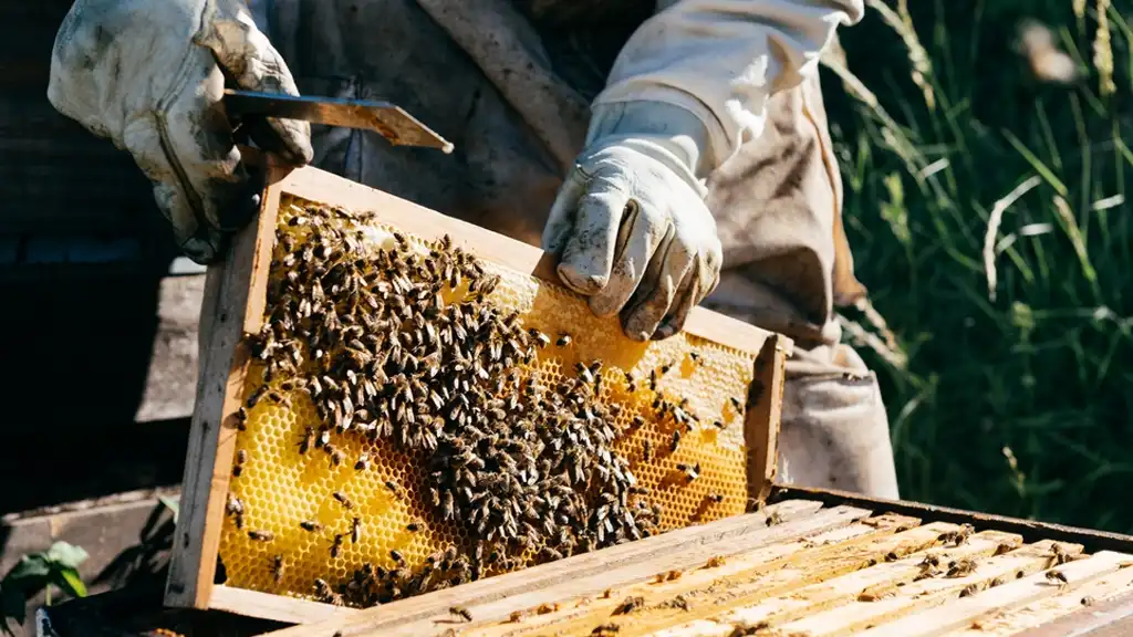 pure honey Qatar