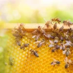 Benefits Of Raw Honey