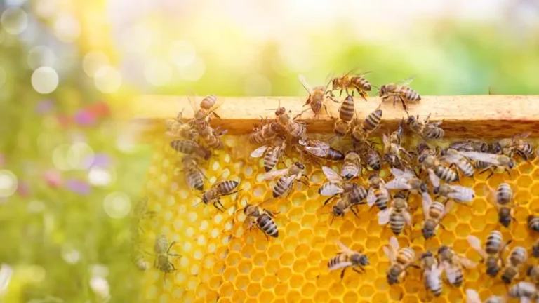 Benefits Of Raw Honey