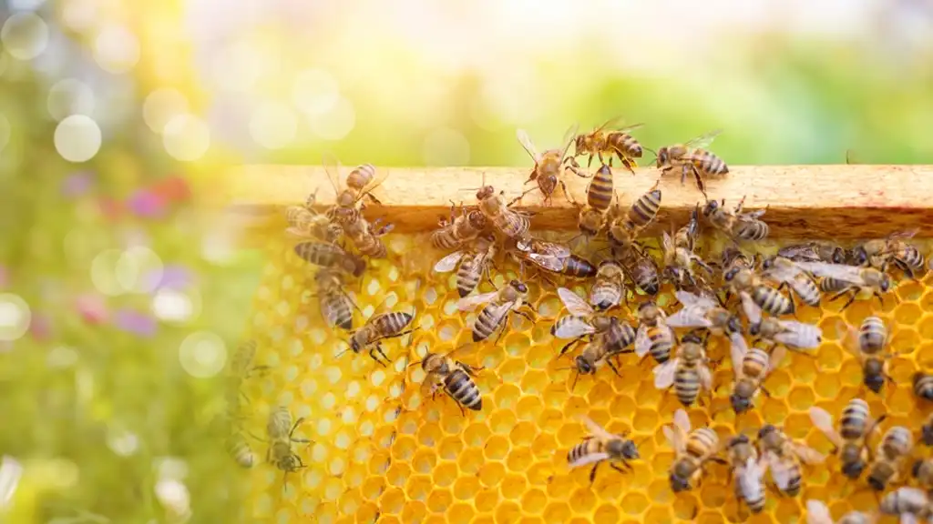 Benefits Of Raw Honey