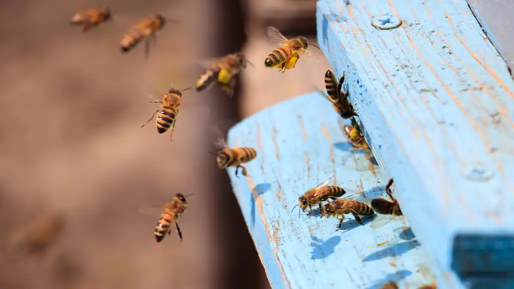 Bosnian Honey Benefits