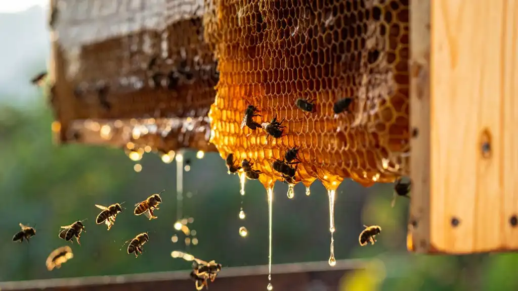 Organic Honey Qatar