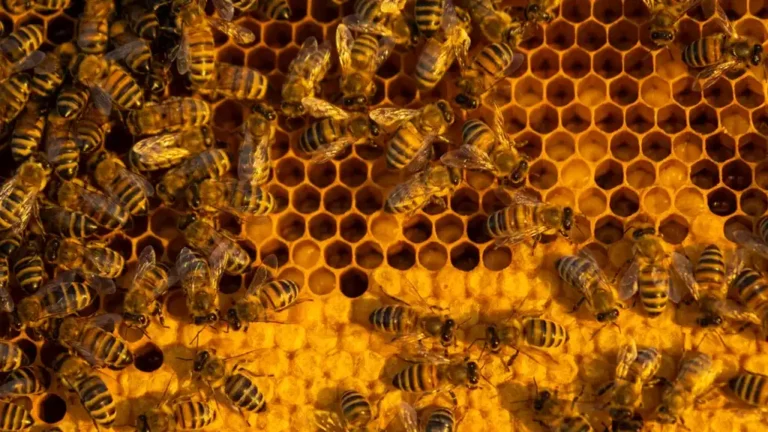 Raw Honey Qatar