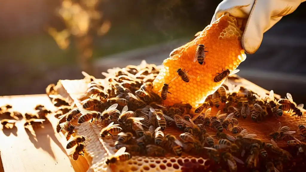 Honey for Digestion